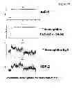 Fig. 24 - Amino acid sequence presenting fusion polypeptide and its use