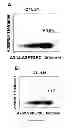 Fig. 07 - Antigen peptide and uses thereof