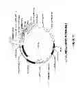 Fig. 15 - Anti-angiogenic therapy