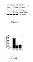 Fig. 02 - Method of inhibiting binding or activity of MIF by administering a MIF antagonist
