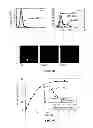 Fig. 03 - Method of inhibiting binding or activity of MIF by administering a MIF antagonist