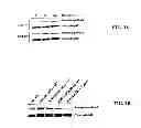 Fig. 06 - Method of inhibiting binding or activity of MIF by administering a MIF antagonist