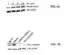 Fig. 07 - Method of inhibiting binding or activity of MIF by administering a MIF antagonist