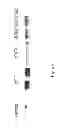 Fig. 09 - Methods and Compositions for Treating Conditions of the Eye
