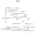 Fig. 02 - METHOD OF PRODUCING AN ANTIBODY