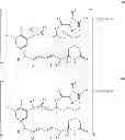 Fig. 44 - Maytansinoid derivatives