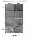 Fig. 12 - Methods for treating cancer using an immunotoxin