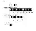 Fig. 13 - Immunogenic composition