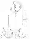 Fig. 02 - Method for increasing ETEC CS6 antigen presentation on cell surface and products obtainable thereof