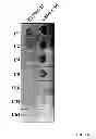 Fig. 04 - Method for increasing ETEC CS6 antigen presentation on cell surface and products obtainable thereof