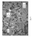 Fig. 05 - Stable three-phased emulsions