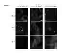 Fig. 08 - Gradient porous scaffolds