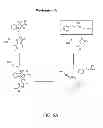 Fig. 07 - Lyase enzymes, nucleic acids encoding them and methods for making and using them