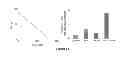 Fig. 11 - COMPOUNDS AND COMPOSITIONS FOR USE IN THE TREATMENT AND PREVENTION OF LUNG AND BRAIN CANCER AND PRECANCEROUS CONDITIONS THEREOF