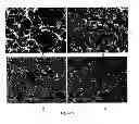 Fig. 02 - Active agent microparticles