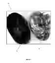 Fig. 08 - Mummified mealy bug product and method