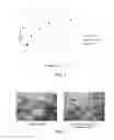 Fig. 02 - Soft tissue having reduced hydrogen bonding