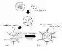 Fig. 01 - Anode active material for lithium secondary battery, method of preparing the same, and lithium secondary battery including the anode active material