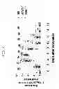 Fig. 09 - Methods of murine astrovirus detection
