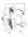 Fig. 08 - Integrated Assay that Combines Flow-Cytometry and Multiplexed HPV Genotype Identification