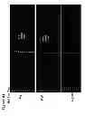 Fig. 08 - Methods of nucleic acid quantification and detection using anomalous migration
