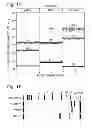 Fig. 13 - Digital assays with a generic reporter