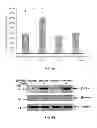 Fig. 02 - COMPOSITIONS AND METHODS FOR DIAGNOSING AND TREATING CANCER AND NEURODEGENERATIVE DISEASES RELATED TO BECLIN-1