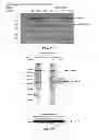 Fig. 04 - COMPOSITIONS AND METHODS FOR DIAGNOSING AND TREATING CANCER AND NEURODEGENERATIVE DISEASES RELATED TO BECLIN-1