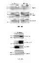 Fig. 06 - COMPOSITIONS AND METHODS FOR DIAGNOSING AND TREATING CANCER AND NEURODEGENERATIVE DISEASES RELATED TO BECLIN-1