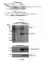 Fig. 08 - COMPOSITIONS AND METHODS FOR DIAGNOSING AND TREATING CANCER AND NEURODEGENERATIVE DISEASES RELATED TO BECLIN-1