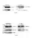 Fig. 09 - COMPOSITIONS AND METHODS FOR DIAGNOSING AND TREATING CANCER AND NEURODEGENERATIVE DISEASES RELATED TO BECLIN-1
