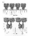Fig. 06 - ENGINEERED CARBONIC ANHYDRASE PROTEINS FOR CO2 SCRUBBING APPLICATIONS