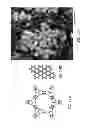 Fig. 17 - ENGINEERED CARBONIC ANHYDRASE PROTEINS FOR CO2 SCRUBBING APPLICATIONS