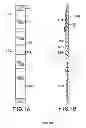 Fig. 02 - IMMUNOASSAY TEST STRIP FOR USE IN A DIAGNOSTIC SYSTEM