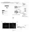 Fig. 02 - Method and applications of peptide-mediated mitochondrial delivery system
