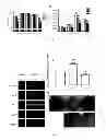 Fig. 03 - Method and applications of peptide-mediated mitochondrial delivery system