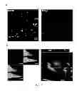 Fig. 07 - Method and applications of peptide-mediated mitochondrial delivery system