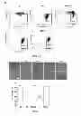 Fig. 08 - Method and applications of peptide-mediated mitochondrial delivery system