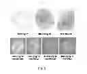 Fig. 06 - Methods and Compositions for In Vitro and In Vivo Chondrogenesis