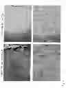 Fig. 08 - Methods and Compositions for In Vitro and In Vivo Chondrogenesis