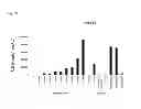 Fig. 14 - Terminator sequence-containing reverse primer for overexpression and linear DNA