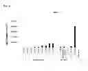 Fig. 16 - Terminator sequence-containing reverse primer for overexpression and linear DNA