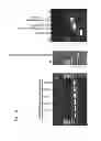 Fig. 19 - Terminator sequence-containing reverse primer for overexpression and linear DNA
