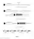 Fig. 02 - Methods and Products for Producing Engineered Mammalian Cell Lines With Amplified Transgenes