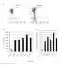 Fig. 11 - Methods and Products for Producing Engineered Mammalian Cell Lines With Amplified Transgenes