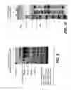 Fig. 10 - Expression of granular starch hydrolyzing enzyme in trichoderma