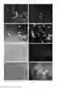 Fig. 16 - FLUORESCENT NITRIC OXIDE PROBES AND ASSOCIATED METHODS