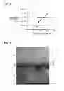 Fig. 06 - Plasma doping apparatus and plasma doping method