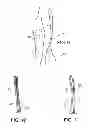 Fig. 09 - Body-shaping intimacy garment