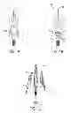 Fig. 02 - Expandable broadhead with chisel tip